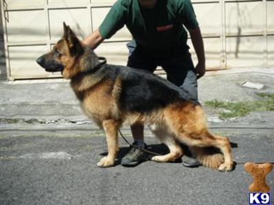 Dogs for Sale